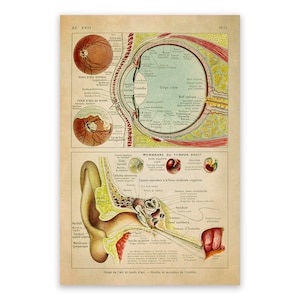 Human Eye Anatomy Chart Print, Medical Scientific Illustration Poster, AM89