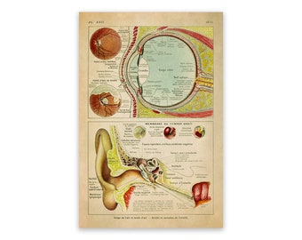 Vintage Eye Anatomy Chart, Antique Human Anatomy Art, Eyeballs Print ...