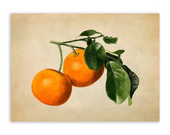 Orange Fruit Tree Print, Fruit Themed Botanical Watercolor Artwork, Premium Vintage Style Reproduction Poster, JMS49
