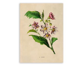 Chilean Nightshade Botanical Print: Vintage Style Illustration, FDA183