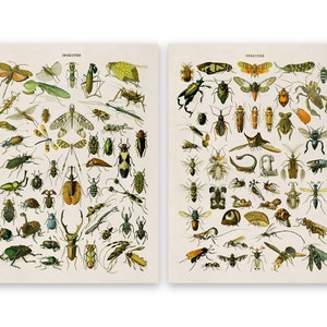 Juego de 2 impresiones de especies de insectos, póster educativo con varios insectos y bichos, reproducción premium de estilo vintage, COM17
