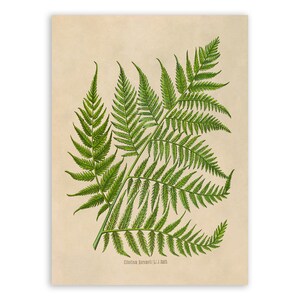 Fern Plant Print, Medicinal Plants Botanical Illustration, Vintage Style Reproduction, MOBO 291