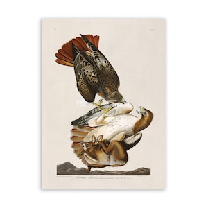 Red Tailed Hawk Bird Print, Vintage Style Audubon Poster, Birds Of America Illustration, AOB51