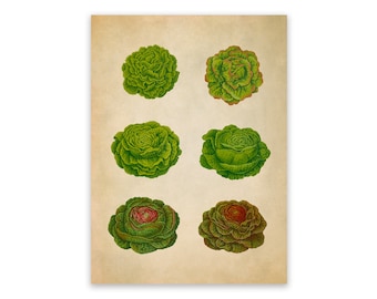 Vintage Lettuce Plant Print: Kitchen Food Art, EB5