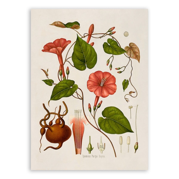 Jalap Vine Plant Print, Medicinal Plants Botanical Illustration,  Vintage Style Reproduction, MOBO 121