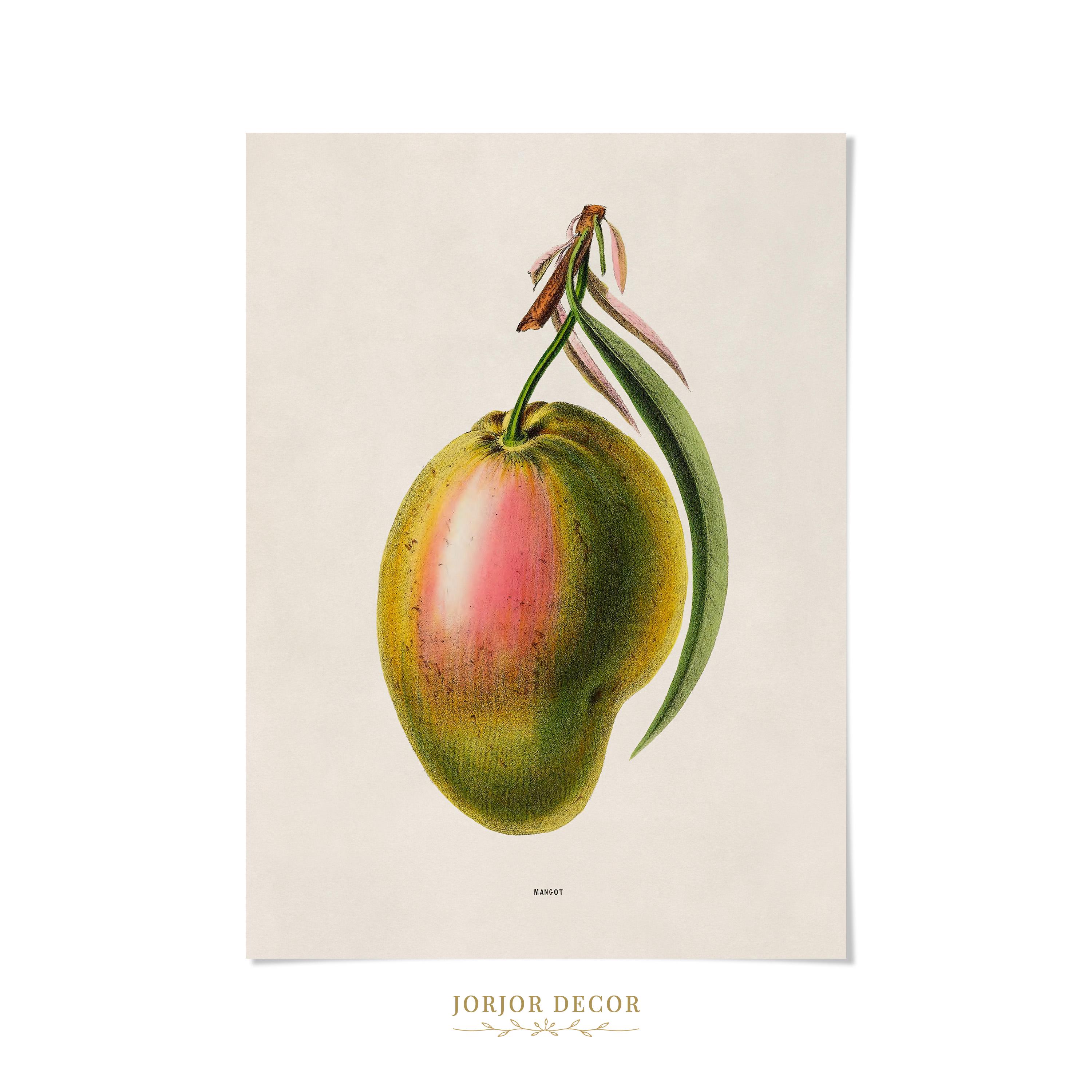 Mango Fruit Print, 19th Century Tropical Botanical Illustration