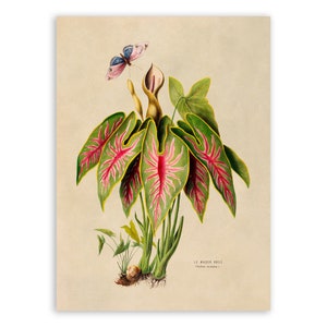 Elephant Ear Plant Print, Vintage Style Botanical Illustration, Premium Reproduction, FDA109