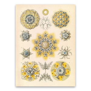Microorganisms Illustration, Vintage Style Ernst Haeckel Scientific Biology Print, Plant Life Art, Nature Wall Decor, NH59