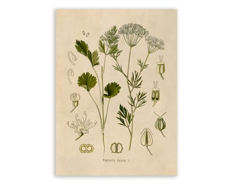 Anise Aniseed Plant Print, Medicinal Plants Botanical Illustration, Vintage Style Reproduction, MOBO 64