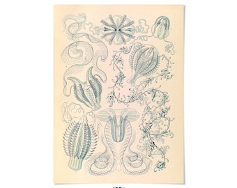 Vintage Jellyfish Print: Ernst Haeckel Sea Life Illustration, NH3
