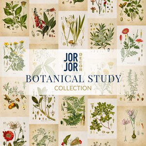 The image is a collage of botanical illustrations from the "Jor Jor Botanical Study Collection", featuring various plant species and their parts.