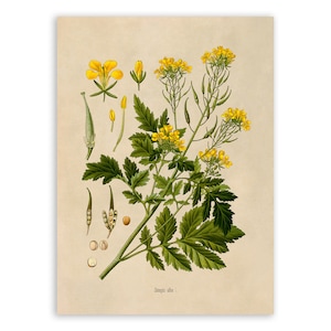 White Mustard Plant Print, Medicinal Plants Botanical Illustration,  Vintage Style Reproduction, MOBO 220