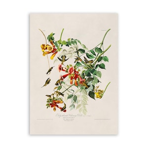 Ruby Throated Hummingbird Bird Print, Vintage Style Audubon Poster, Birds Of America Illustration, AOB47