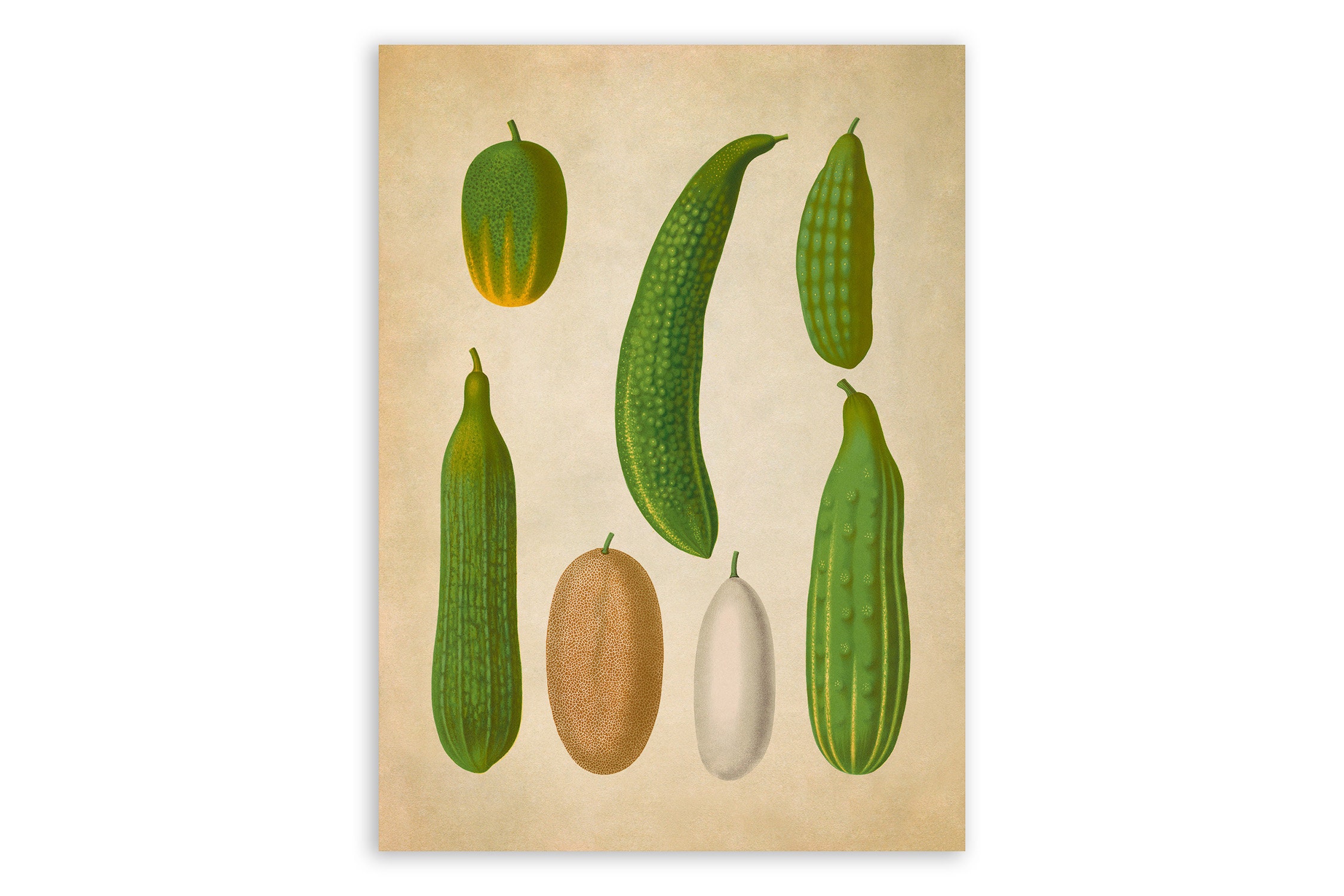 Cucumber Variety Print Vegetable Themed Food Art Premium image image