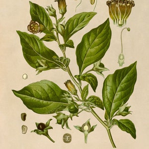 Deadly Nightshade Poisonous Plant Print, Medicinal Plants Botanical Illustration, Vintage Style Reproduction, MOBO 10 image 3