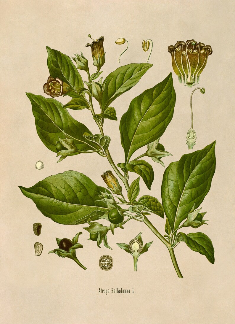 Deadly Nightshade Poisonous Plant Print, Medicinal Plants Botanical Illustration, Vintage Style Reproduction, MOBO 10 image 3