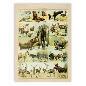 Impression d&#39;espèces animales, illustration de mammifères de Style vintage, affiche graphique des animaux d&#39;Adolphe Millot, oeuvre d&#39;art d&#39;animaux exotiques, AM35