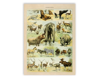 Illustrated Mammals Print - Natural History Nursery Art - Etsy