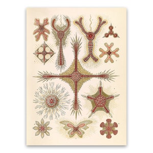 Ocean Invertebrates Illustration Print, Vintage Style Ernst Haeckel Marine Life Art, Nautical Wall Decor, NH98