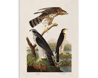 Audubon Hawk Print: Vintage Birds of America Illustration, AOB141