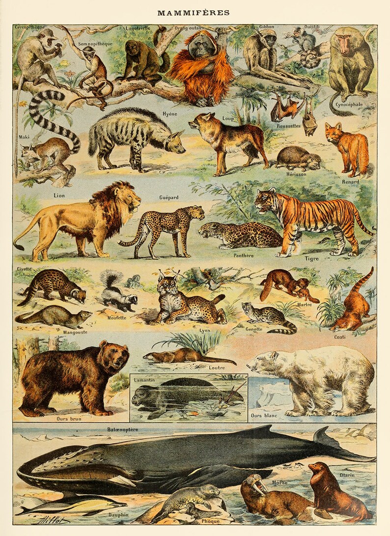 Animal Poster Art Exotic Animals Mammals Chart Print | Etsy