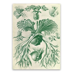 Fern Plant Illustration, Vintage Style Ernst Haeckel Scientific Biology Print, Plant Life Art, Nature Wall Decor, NH60
