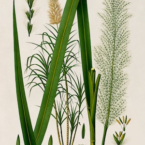 Impresión de planta de caña de azúcar, ilustración botánica de plantas medicinales, reproducción de caña de azúcar estilo vintage, MOBO 141 imagen 4