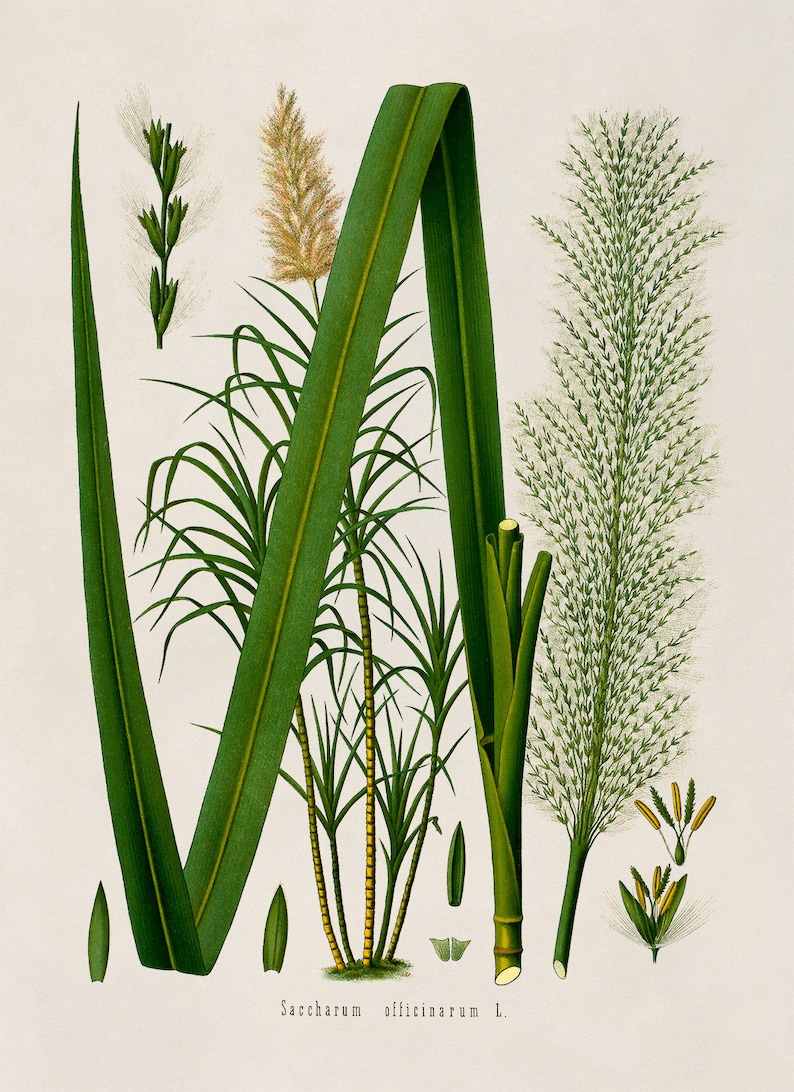Impresión de planta de caña de azúcar, ilustración botánica de plantas medicinales, reproducción de caña de azúcar estilo vintage, MOBO 141 imagen 4
