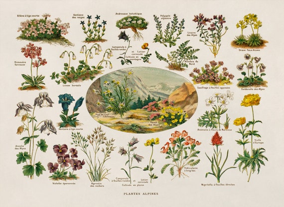 Vintage Botanical Print, Alpine Plants, Scientific Floral Botany  Illustration, AM127 - Etsy