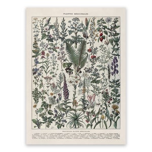 Medicinal Plants Print, Vintage Style Flower Scientific Illustration, AM107