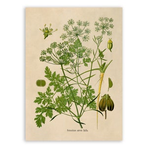 Parsley Plant Print, Medicinal Plants Botanical Illustration, Vintage Style Reproduction, MOBO 226