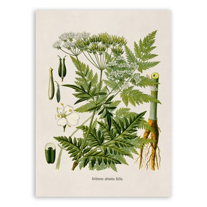 Queen Anne&#39;s Lace Plant Print, Medicinal Plants Botanical Illustration, Vintage Style Reproduction, MOBO 239