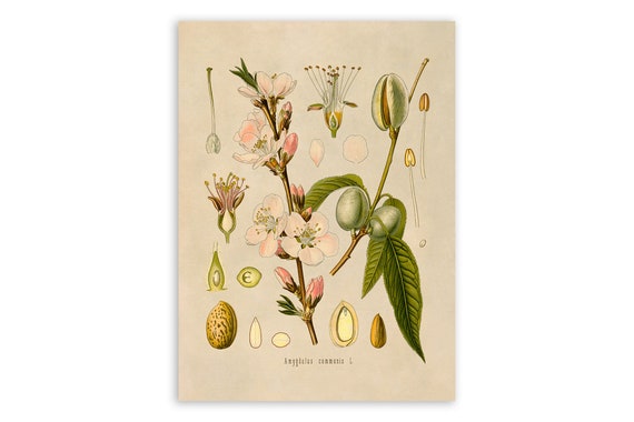 Impression de plante d'amandier, Illustration botanique de plantes ...