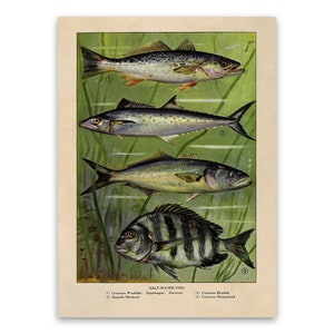 Salt Water Fish Print, Old Fishing Illustration, Kitchen Decor Poster, 1900s Fishermen Artwork GEO54