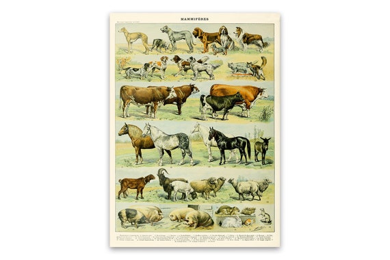 Mammals Chart