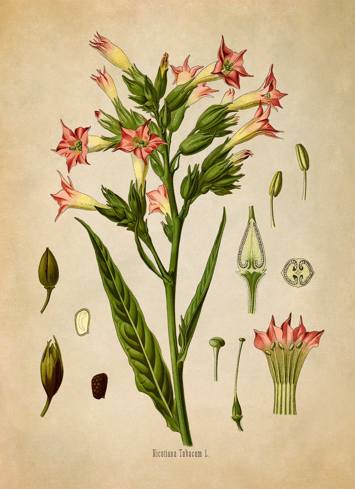 Tobacco Plant Print, Medicinal Plants Botanical Illustration, Vintage Style  Reproduction, MOBO 17