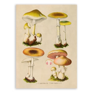Meadow Mushroom Plant Print, Medicinal Plants Botanical Illustration, Vintage Style Reproduction, MOBO 288