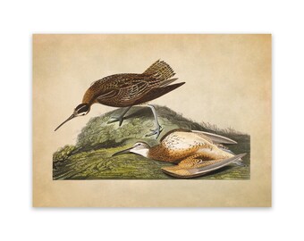 Vintage Eskimo Curlew Bird Print: Audubon Coastal Illustration, AOB198