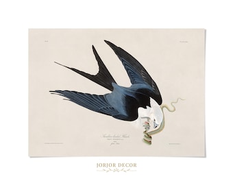 Swallow Tailed Kite Bird Print, Vintage Style Audubon Poster, Birds Of America Illustration, AOB71