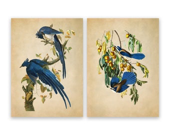 Blue Birds Print Set of 2, Audubon Columbia and Florida Jay Illustrations, Premium Vintage Style Reproduction
