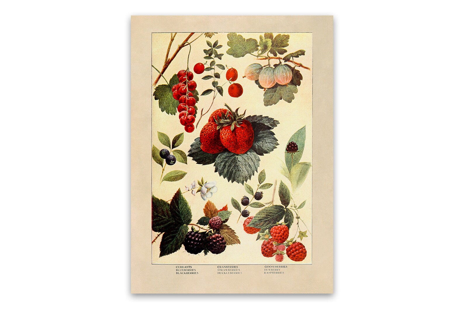 Ягода с ботанической точки зрения. Постер Винтаж ягоды. Ягоды принт. Клубника Постер Ботанический винтажный.
