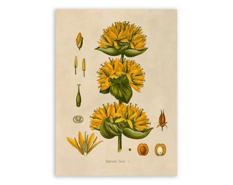 Great Yellow Gentian Plant Print, Medicinal Plants Botanical Illustration,  Vintage Style Reproduction, MOBO 106