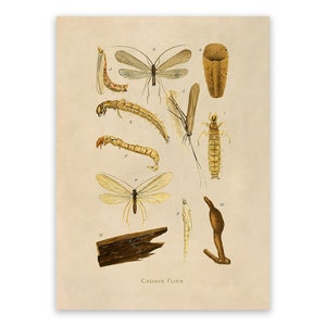 Caddisfly Insect Species Print, Vintage Style Reproduction, SFD38