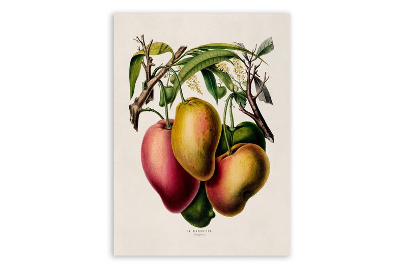 Mango Fruit Print, Vintage Style Tropical Botanical Illustration