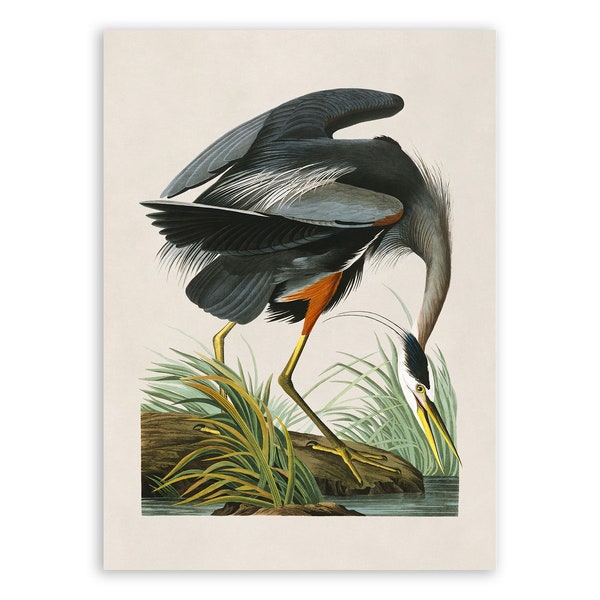 Great Blue Heron Bird Print, Vintage Style Audubon Poster, Birds Of America Illustration,  AOB201