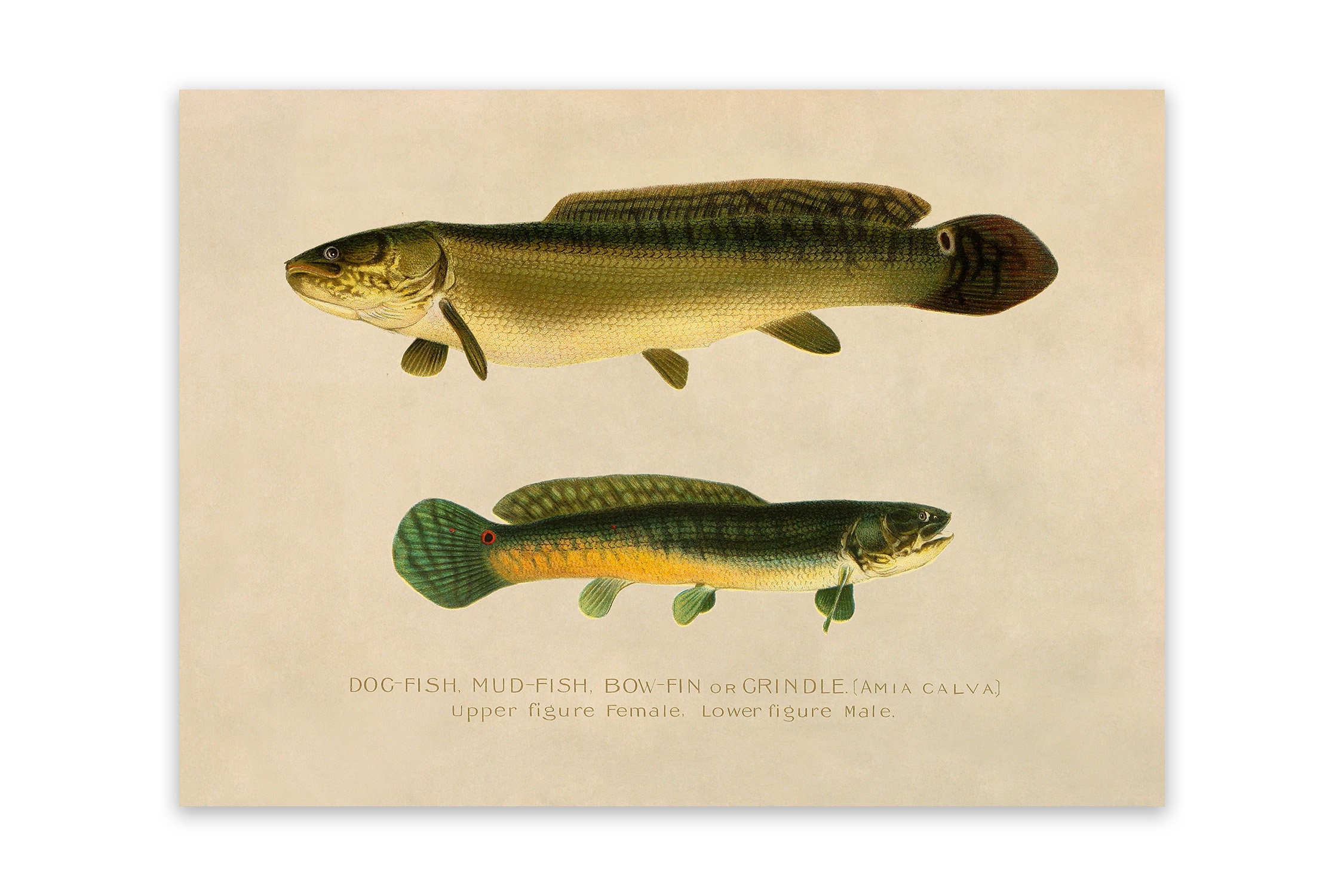 Am 27 bowfin sale