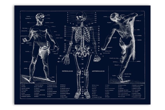 Human Anatomy Chart Bones