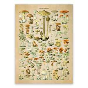 Mushroom Species Print, Vintage Style Mushroom Illustration, Adolphe Millot Mushrooms Chart Poster, Mushroom Specimen Artwork, AM38