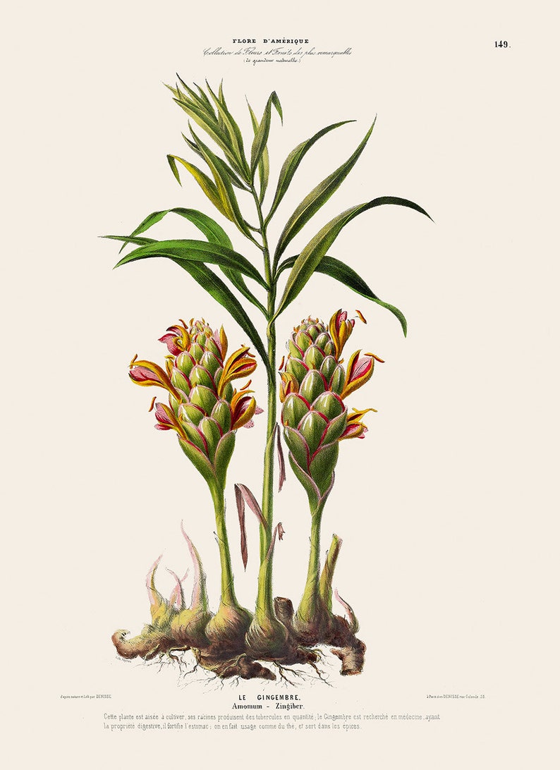 Ginger Plant Poster Ginger Spice Botanical Illustration Etsy