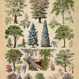 Ornamental Trees Species Chart, Scientific Botany Illustration, AM76 image 2